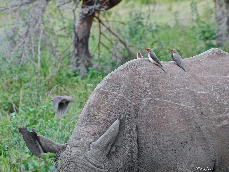 El lago Nakuru y sus Rinocerontes blancos, leones arborícolas y mas flamencos - 12 días de Safari en Kenia: Jambo bwana (46)