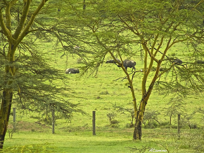 El lago Nakuru y sus Rinocerontes blancos, leones arborícolas y mas flamencos - 12 días de Safari en Kenia: Jambo bwana (31)