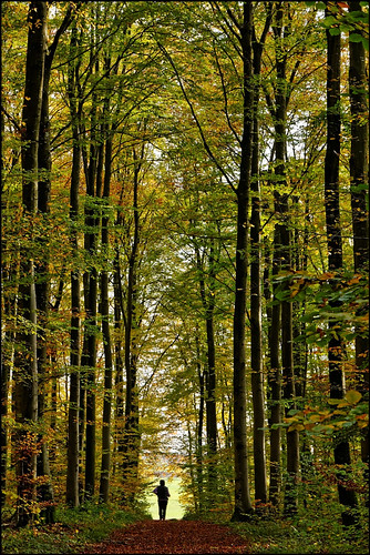 autumn trees nature forest automne nikon contemporary sigma arbres d7100 foréts 1770f284dcoshsmc