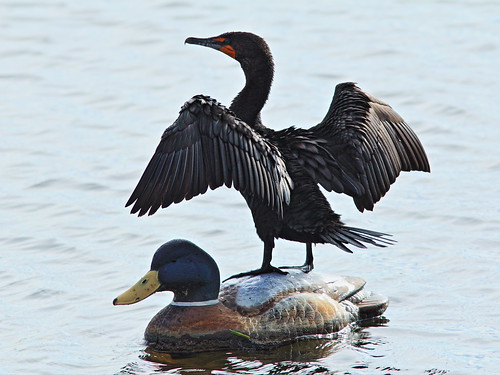 Double-crested Cormorant 2-20150117