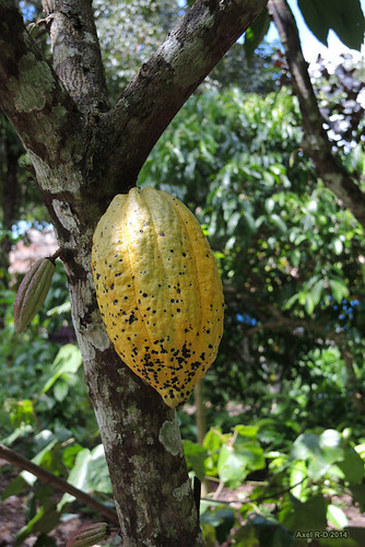 indonesia arbre cacao sulawesitengahcentralsulawesi