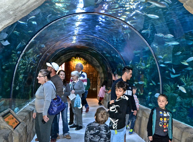 main tank aquariums of america new orleans 