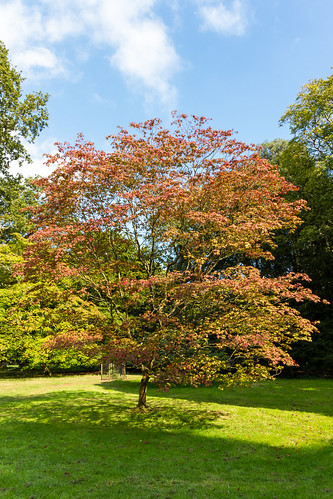 autumn trees england plants nature forest canon woodland countryside unitedkingdom westonbirt 7d westonbirtarboretum