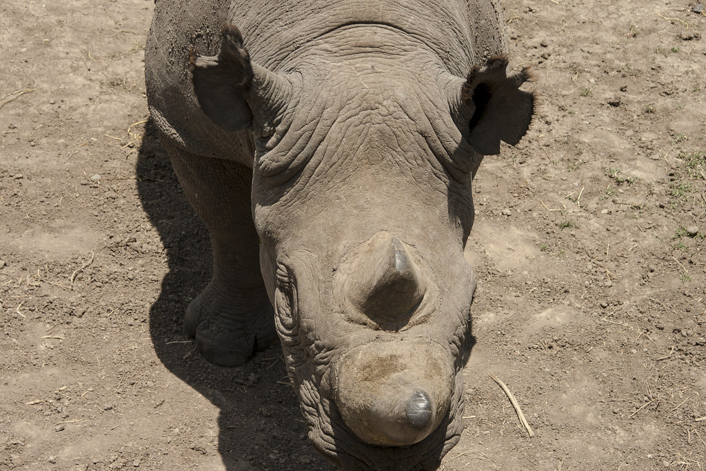 Ol Pejeta Conservancy / Monte Kenya - MEMORIAS DE KENIA 14 días de Safari (16)