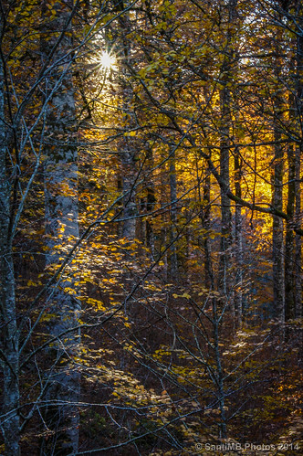 autumn light españa sun luz sol forest bosque otoño esp navarra irati 2tumblr sal18250 izalzuitzaltzu 2blogger