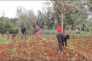 Farmers plant improved pasture grasses in Sabilo (Photo credit: IITA/Per Hillbur)