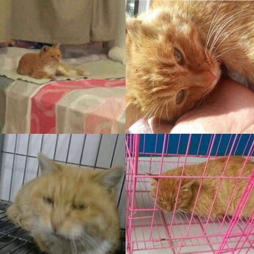Cats_before and after adoption