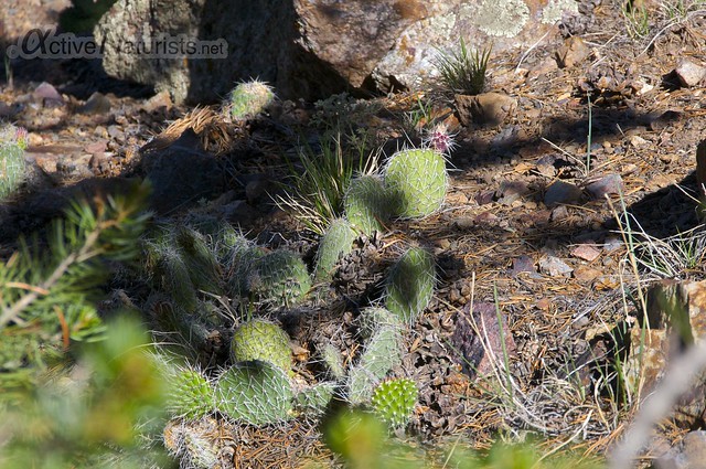 cactus 0000  Orient Land Trust, Colorado, USA