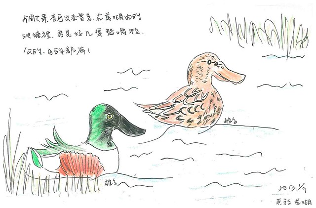 金門慈湖的琵嘴鴨。繪圖：孫麗婷