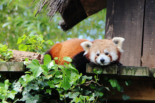 zoo panda zoodelaflèche