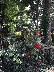 Roses and lush backyards, Mount Pleasant, Washington, D.C.