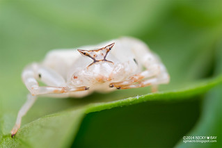 Crab spider (Thomisus sp.) - DSC_4088