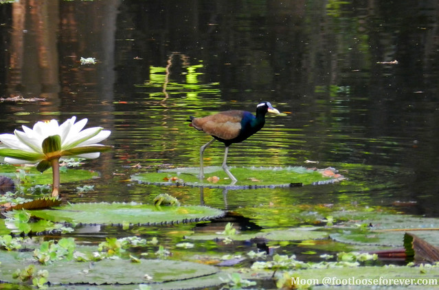 Birding at Shibpur Botanical Garden