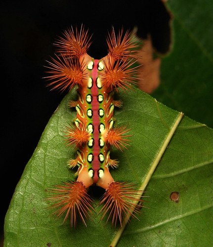 china above red colour macro cup topf25 insect top clown moth lepidoptera caterpillar slug yunnan nettle larva stinging theclown limacodidae itchydogimages sinobug