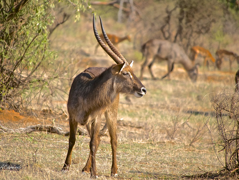 Safari en Samburu: Jirafas, Elefantes, Leones, Guepardos y muchísimos pájaros - 12 días de Safari en Kenia: Jambo bwana (14)