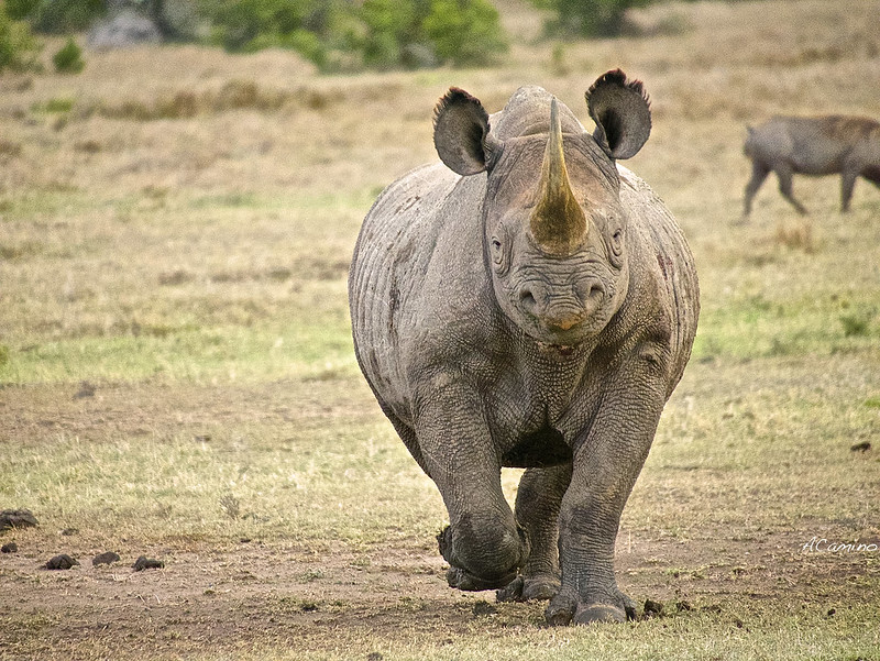 Parque de Sweetwaters: cara a cara con el Rinoceronte Negro - 12 días de Safari en Kenia: Jambo bwana (25)