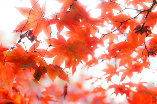 Autumn Color 3