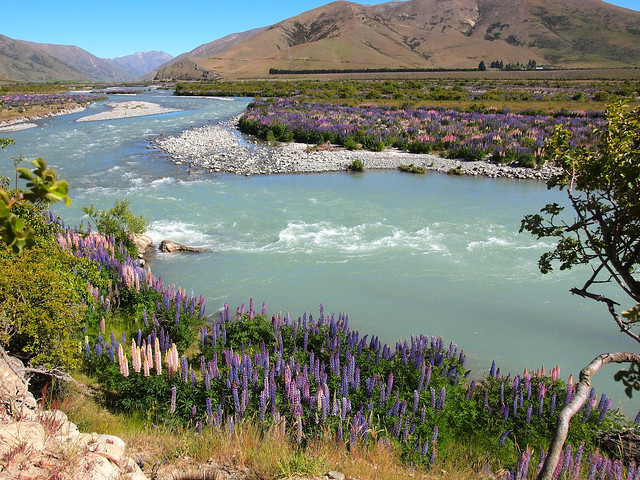 Lupins along the Ahuriri River in New Zealand