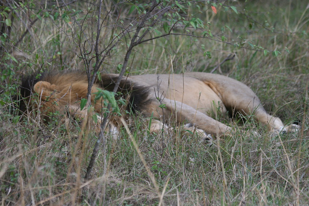 MEMORIAS DE KENIA 14 días de Safari - Blogs de Kenia - MASAI MARA III (4)