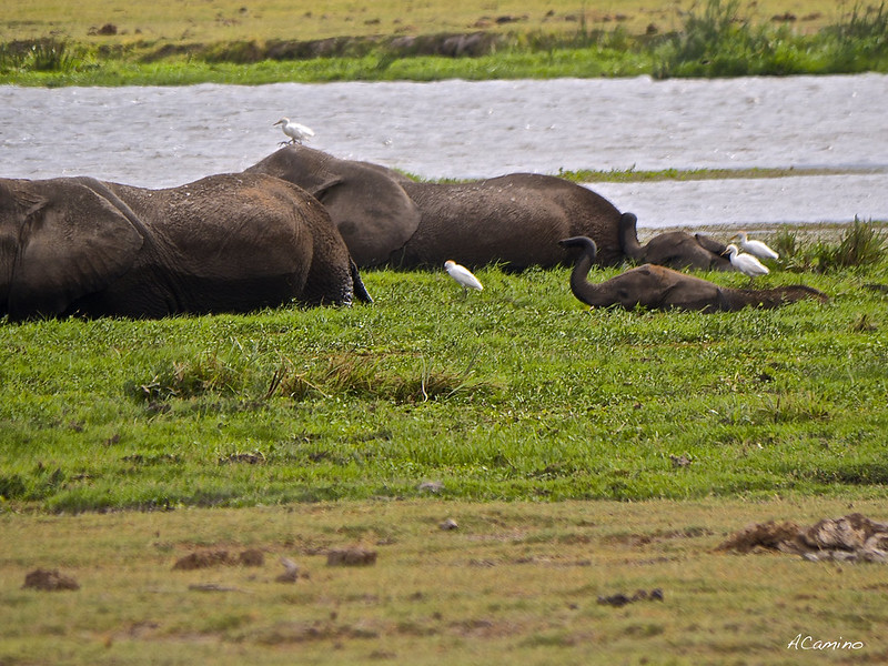 12 días de Safari en Kenia: Jambo bwana - Blogs de Kenia - Amboseli: Buscando la foto del elefante a los pies del Kilimanjaro (63)