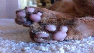 Sahara toes