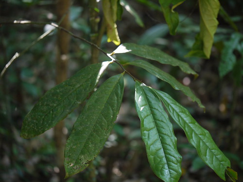 annonaceae custardapplefamily sugarapplefamily soursopfamily endemic largeshrub smalltree goniothalamuscardiopetalus ghatgoniothalamus