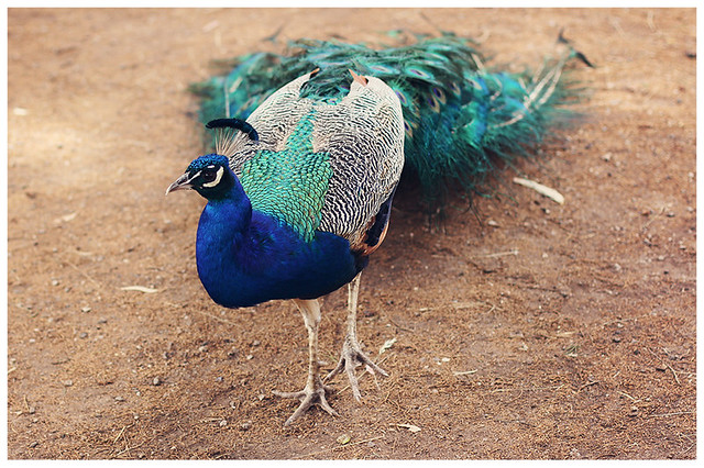 Casual Peacock