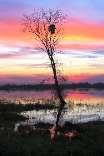 nature sky color conservancy california evening night wilderness centralvalley twilight nest bird light pink pastel hues purple swamp sunset tree consumnesriver sacramento