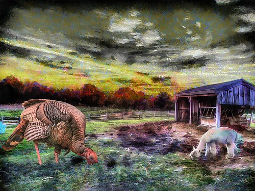 thanksgiving turkey free range giant big photoshop flickr google bing daum yahoo image stumbleupon facebook getty national geographic magazine creative creativity montage composite manipulation color hue saturation flickrhivemind pinterest reddit flickriver t pixelpeeper blog blogs openuniversity flic twitter alpilo commons wiki wikimedia worldskills oceannetworks ilri comflight newsroom fiveprime photoscape winners all people young photographers paysage artistic photo pin android colourful red blue green white air eye art landscape interesting surreal avant guarde