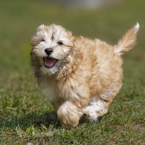 puppy havanese runningdog