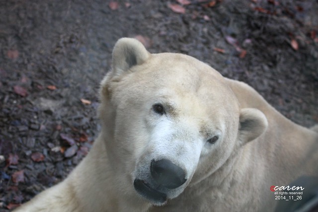 Polar Bear Yoghi 2014_11_26 157