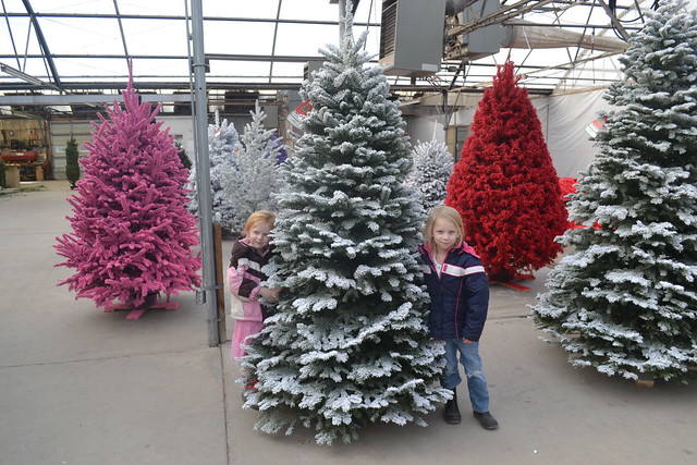 Finding our Flocked Tree