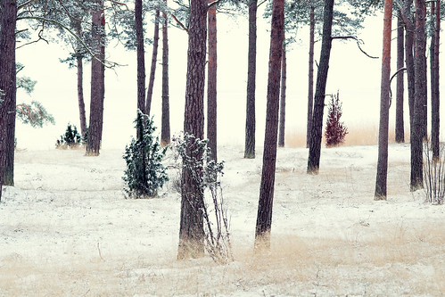 trees winter snow tree nature forest lens landscape prime fuji sweden manual nikkor ais 105mm xt1 oknö manuelekphoto