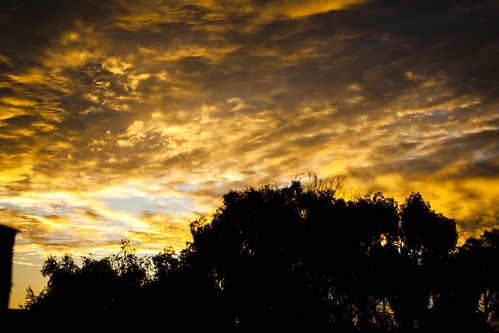 california blue trees sky sun black tree weather silhouette yellow sunrise photography golden coast skies joshua main north central salinas joshuaww