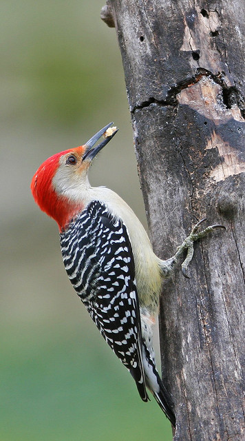 Redbellied Woodpecker 20d_3721