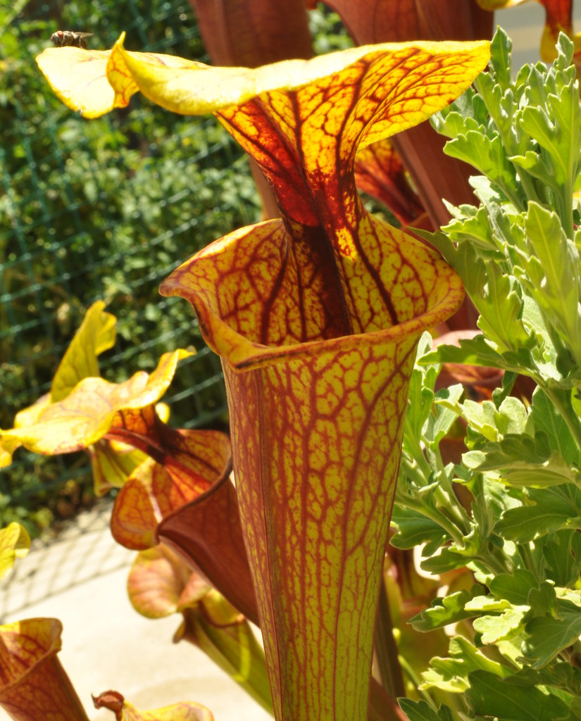 Sarracenia flava ornata Hanna clone_f