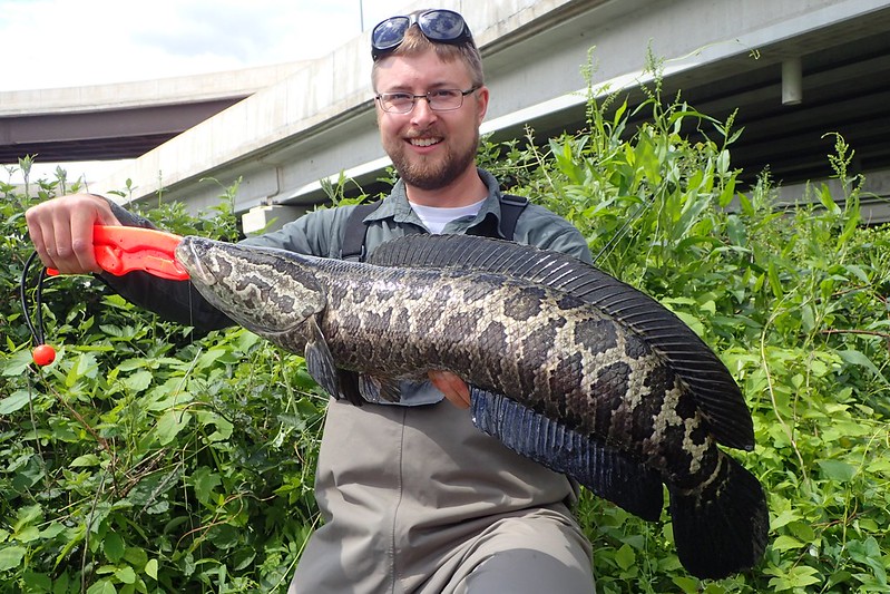 Snakehead and other cool fish from D.C. and Virginia