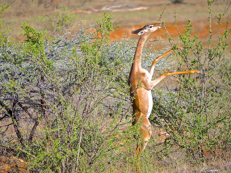 Safari en Samburu: Jirafas, Elefantes, Leones, Guepardos y muchísimos pájaros - 12 días de Safari en Kenia: Jambo bwana (82)
