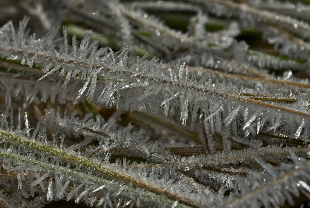 Trimmed with frost