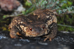 crapeau / toad - Photo of Caille