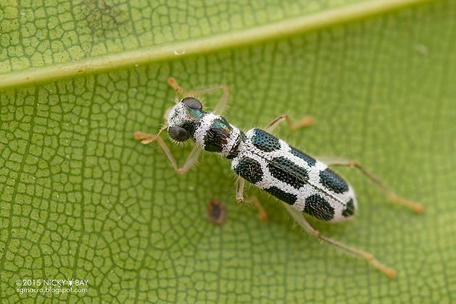 Checkered beetle (Cleridae) - DSC_7329