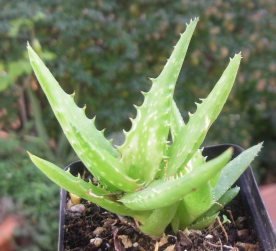 Aloe tenuifolia 16080064519_dc7bbb3106_o