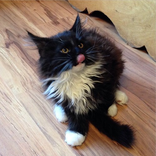 pet cat square kitten squareformat mainecoon iphoneography instagramapp uploaded:by=instagram