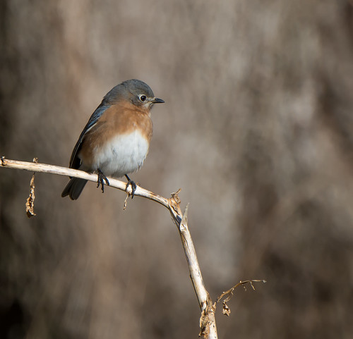 bird bluebird thrush easternbluebird sialiasialis