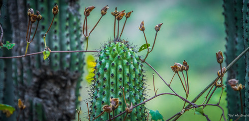 cactus plant flower cacti mexico stem nikon bokeh spiderweb greenery cropped runner vignetting spikes pointed barrancasdelcobre coppercanyon 2014 d600 tedsphotos nikonfx tedsphotosmexico d600fx planrrunner batopilascanyon