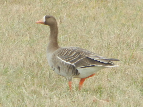 tn tennessee greaterwhitefrontedgoose knoxcounty pellissippistatecampus