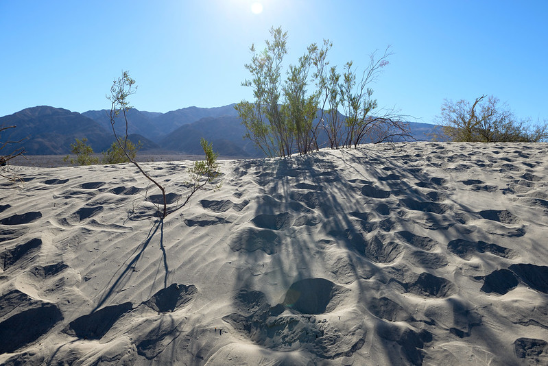 【Mesquite Flat Sand Dunes】零零星星還是有一些植物生長