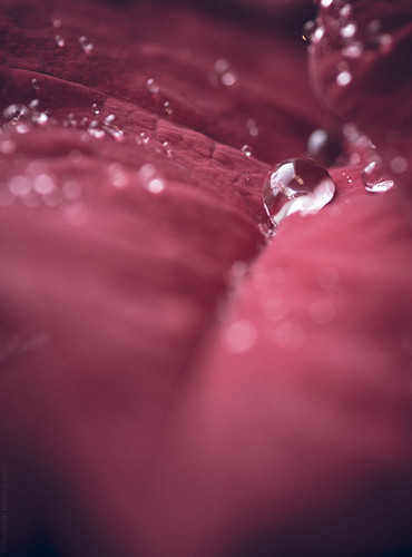 Water drops on a Poinsettia // 19 12 14