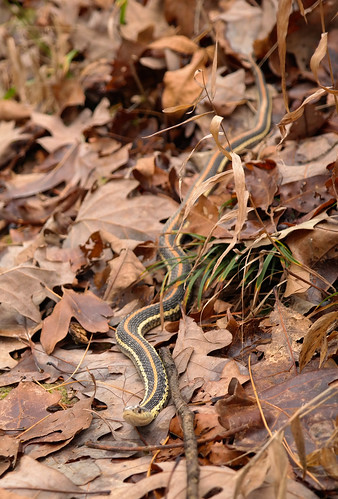 autumn fall garter snake arkansas serpent repitle snakethamnophissirtalis