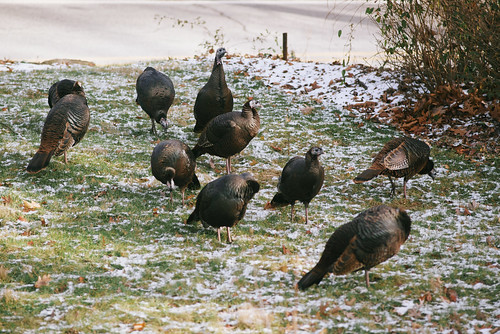 Our friendly neighborhood turkeys.